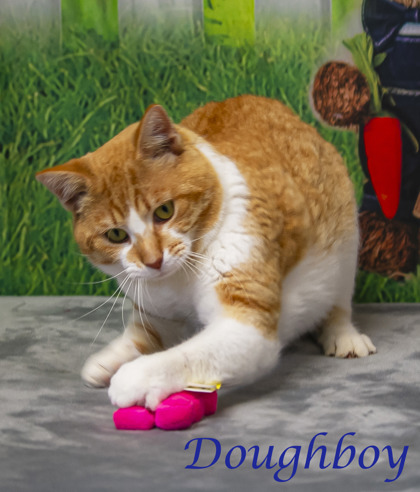 Photo of Doughboy (C24-068)