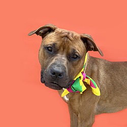 Photo of Lovabel Lucky-ADOPT Me!