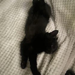 Photo of 2 black/male kittens