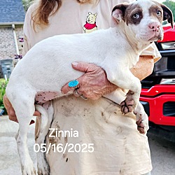 Thumbnail photo of Zinnia #2