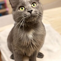 adopt a pet