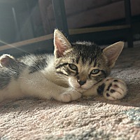 adopt a pet
