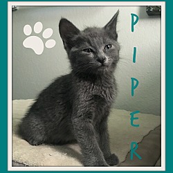 Thumbnail photo of Piper #4