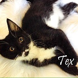 Thumbnail photo of Tex #1