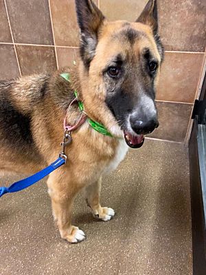 Lancaster Ca German Shepherd Dog Meet Annabelle A Pet For Adoption