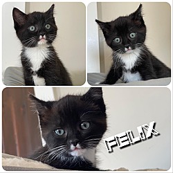 Photo of Felix