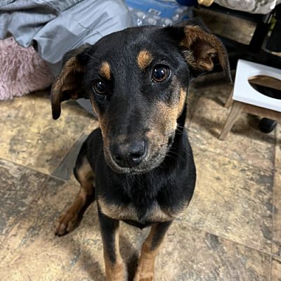 Columbia, SC - Rottweiler/Mixed Breed (Medium). Meet Dana a Pet for ...