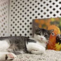 adopt a pet