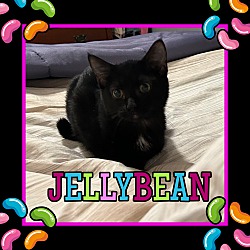 Thumbnail photo of Jellybean #1