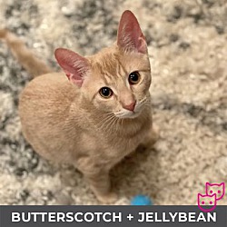 Thumbnail photo of Jellybean (b/w Butterscotch) #2