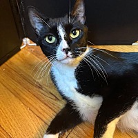 adopt a pet