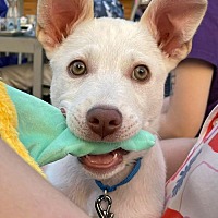 adopt a pet