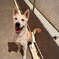 adopt a pet