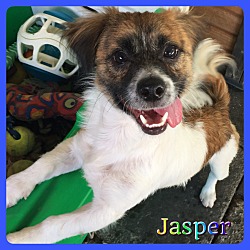 Thumbnail photo of Jasper #2