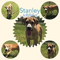 Thumbnail photo of Stanley #2