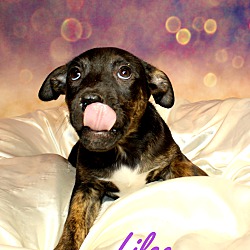 Thumbnail photo of Lilac ~ meet me! #2