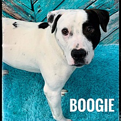 Thumbnail photo of BOOGIE #2
