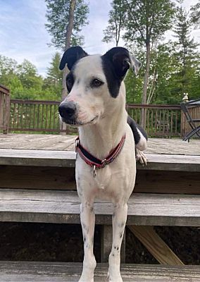 Putnam Valley, NY - Terrier (Unknown Type, Medium)/Ibizan Hound. Meet ...