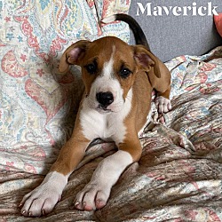 Thumbnail photo of Maverick #1