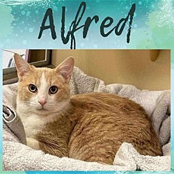 Photo of Alfred