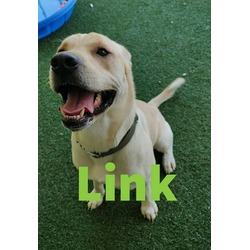 Photo of Link