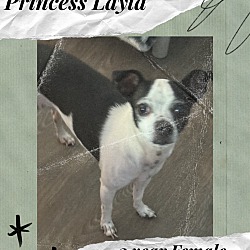 Thumbnail photo of PRINCESS LAYLA 3 YEAR CHIHUAHU #1