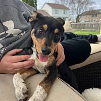 adopt a pet