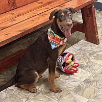 adopt a pet