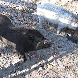 Thumbnail photo of "Roady" Pot-bellied pig #2