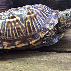 Thumbnail photo of Ornate Box Turtles #1