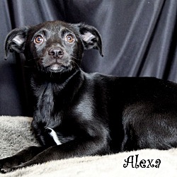 Thumbnail photo of Alexa~adopted! #3