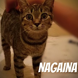 Thumbnail photo of Nagaina #3
