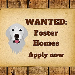 Photo of Foster Homes Wanted