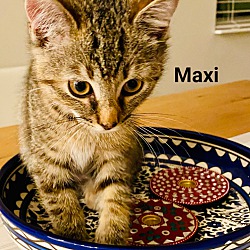 Thumbnail photo of Maxi #2