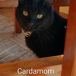 Thumbnail photo of Cardamom #3