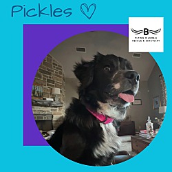 Thumbnail photo of Pickles #1