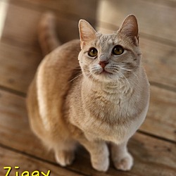 Photo of Ziggy