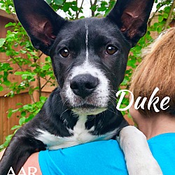 Thumbnail photo of Duke #3