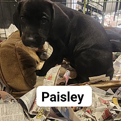 Thumbnail photo of Paisley #3