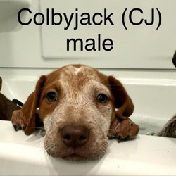 Thumbnail photo of Colbyjack CJ AM #4