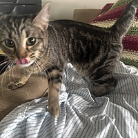 adopt a pet