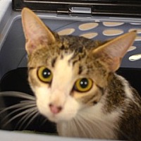adopt a pet