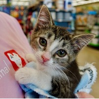 adopt a pet
