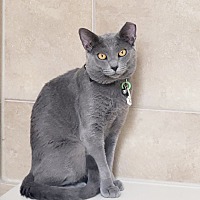 adopt-pet