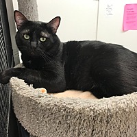 adopt-pet