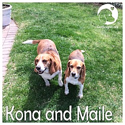 Thumbnail photo of Kona and Maile #1