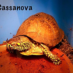 Photo of Cassanova