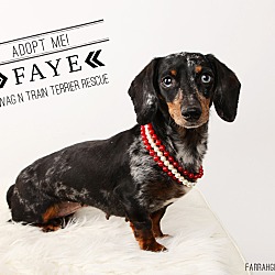 Thumbnail photo of Faye-adoption pending #2