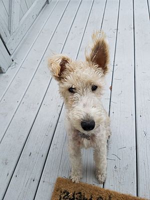 wire haired fox terriers for adoption