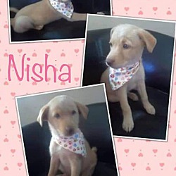 Photo of Nisha